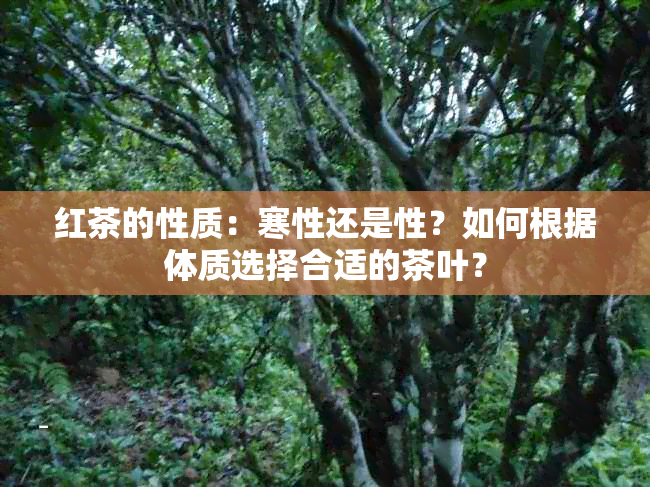 红茶的性质：寒性还是性？如何根据体质选择合适的茶叶？