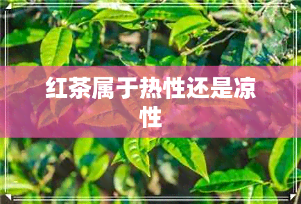 红茶属于热性还是凉性