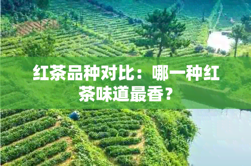 红茶品种对比：哪一种红茶味道最香？