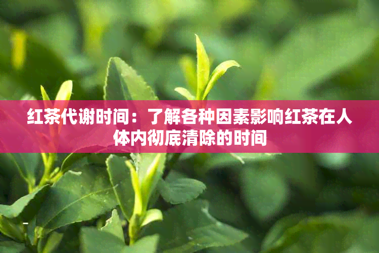 红茶代谢时间：了解各种因素影响红茶在人体内彻底清除的时间