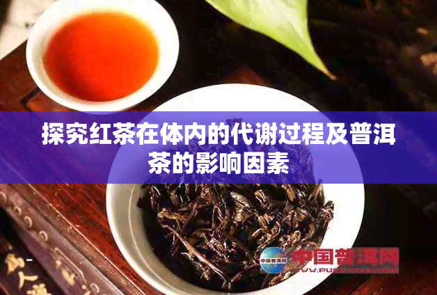 探究红茶在体内的代谢过程及普洱茶的影响因素