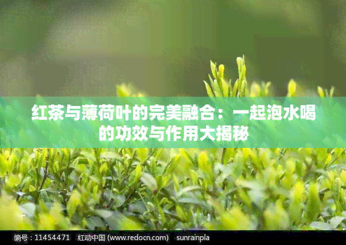 红茶与薄荷叶的完美融合：一起泡水喝的功效与作用大揭秘