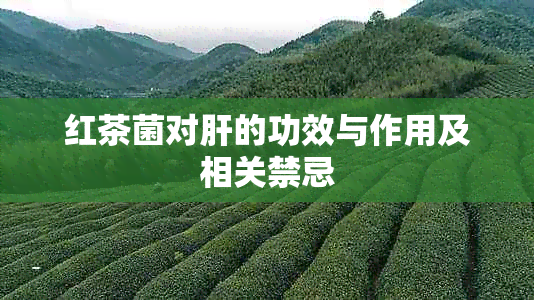 红茶菌对肝的功效与作用及相关禁忌