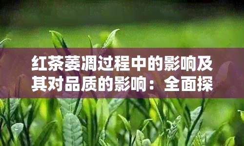 红茶萎凋过程中的影响及其对品质的影响：全面探讨与分析