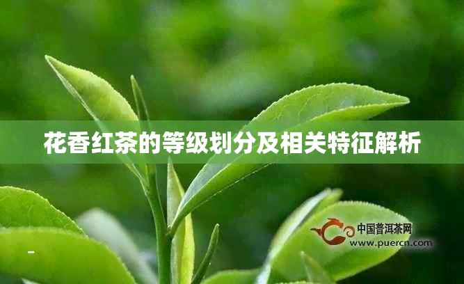 花香红茶的等级划分及相关特征解析