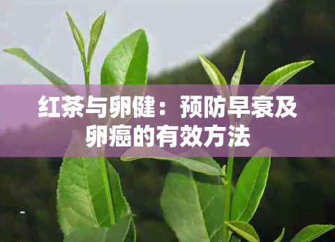 红茶与卵健：预防早衰及卵癌的有效方法