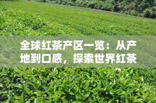 全球红茶产区一览：从产地到口感，探索世界红茶的奥秘与魅力