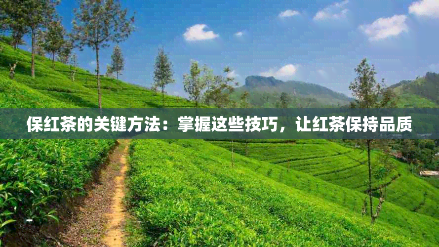 保红茶的关键方法：掌握这些技巧，让红茶保持品质