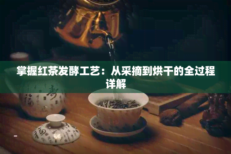 掌握红茶发酵工艺：从采摘到烘干的全过程详解