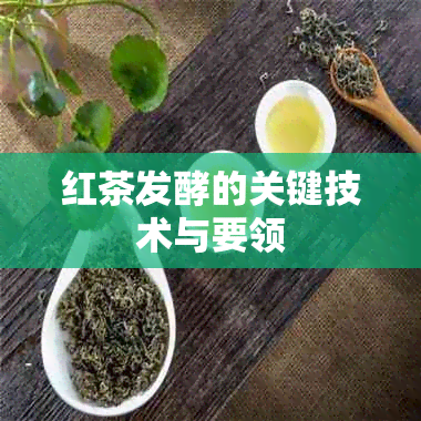 红茶发酵的关键技术与要领