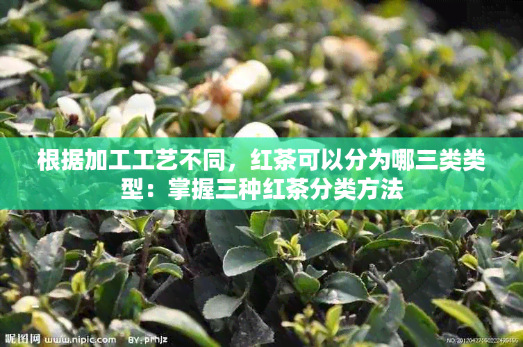 根据加工工艺不同，红茶可以分为哪三类类型：掌握三种红茶分类方法