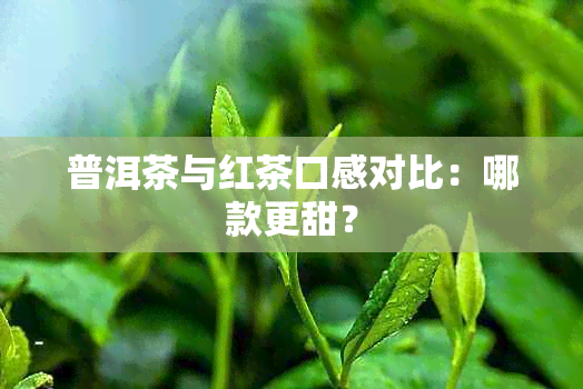 普洱茶与红茶口感对比：哪款更甜？