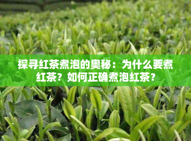 探寻红茶煮泡的奥秘：为什么要煮红茶？如何正确煮泡红茶？