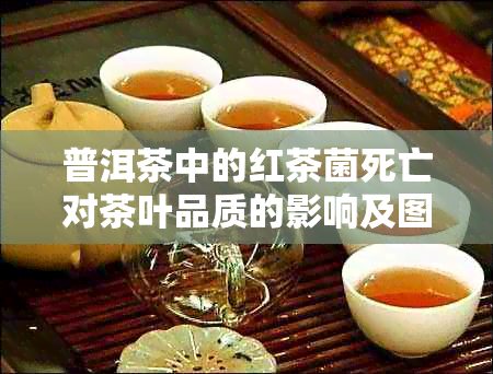 普洱茶中的红茶菌死亡对茶叶品质的影响及图片解析