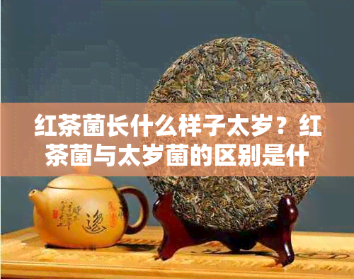 红茶菌长什么样子太岁？红茶菌与太岁菌的区别是什么？