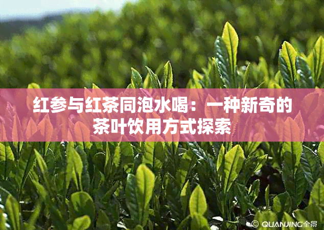 红参与红茶同泡水喝：一种新奇的茶叶饮用方式探索