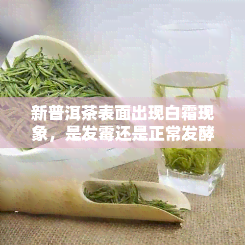 新普洱茶表面出现白霜现象，是发霉还是正常发酵？如何判断？