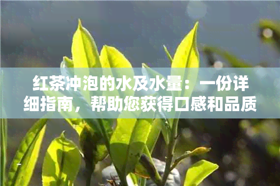 红茶冲泡的水及水量：一份详细指南，帮助您获得口感和品质