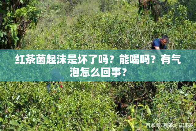 红茶菌起沫是坏了吗？能喝吗？有气泡怎么回事？