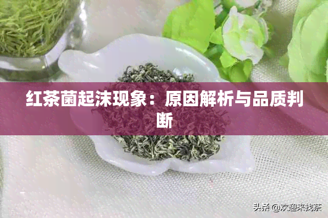 红茶菌起沫现象：原因解析与品质判断