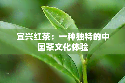 宜兴红茶：一种独特的中国茶文化体验