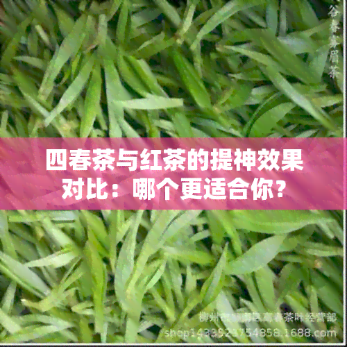 四春茶与红茶的提神效果对比：哪个更适合你？