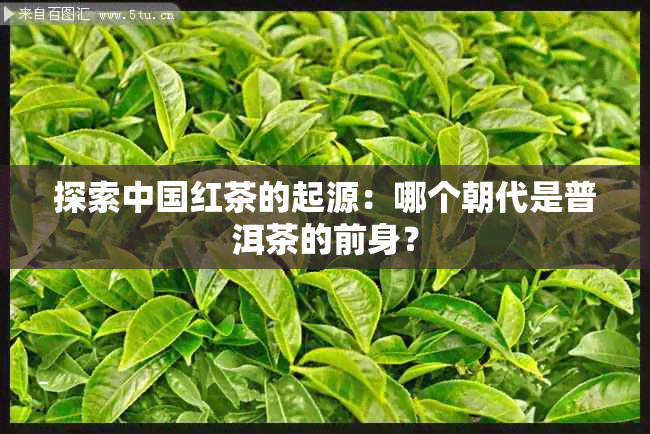 探索中国红茶的起源：哪个朝代是普洱茶的前身？