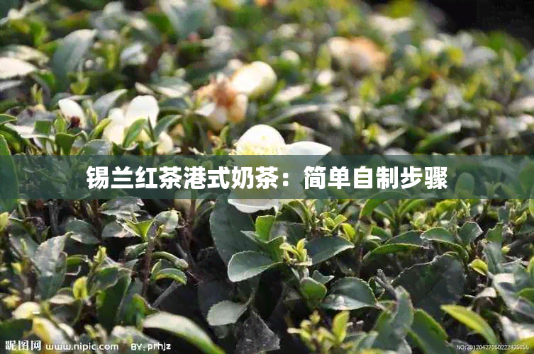 锡兰红茶港式奶茶：简单自制步骤