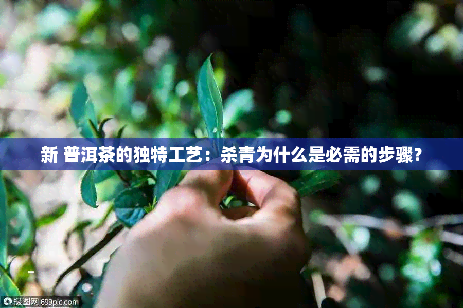 新 普洱茶的独特工艺：杀青为什么是必需的步骤？