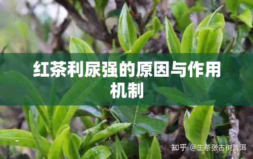 红茶利尿强的原因与作用机制