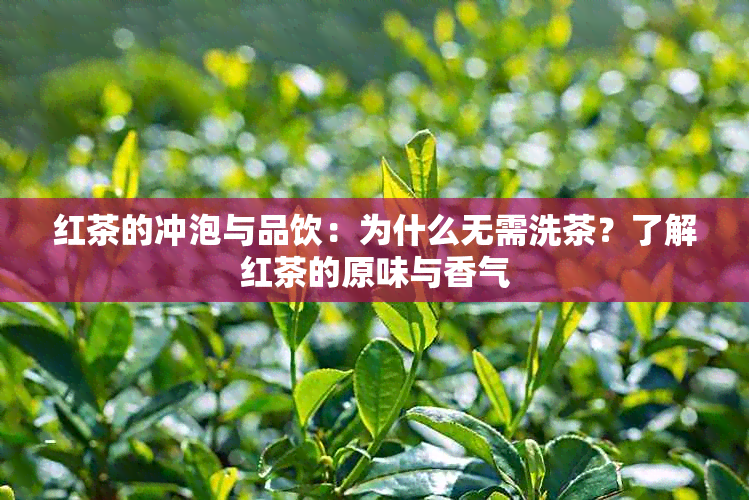 红茶的冲泡与品饮：为什么无需洗茶？了解红茶的原味与香气