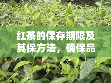 红茶的保存期限及其保方法，确保品质不变