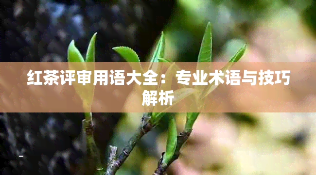 红茶评审用语大全：专业术语与技巧解析