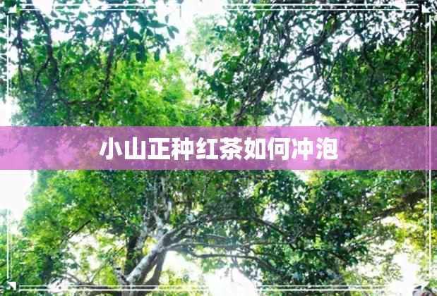 小山正种红茶如何冲泡