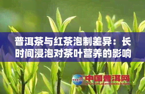 普洱茶与红茶泡制差异：长时间浸泡对茶叶营养的影响