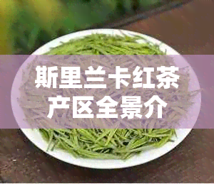 斯里兰卡红茶产区全景介绍：从茶叶种植到品质特点，一文解答您的所有疑问