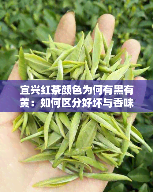 宜兴红茶颜色为何有黑有黄：如何区分好坏与香味等级