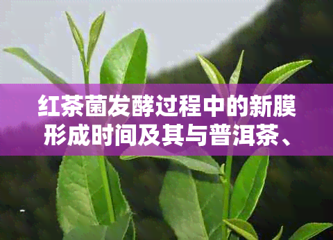 红茶菌发酵过程中的新膜形成时间及其与普洱茶、红茶的关系探讨