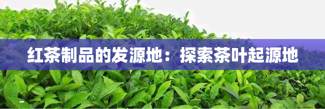 红茶制品的发源地：探索茶叶起源地