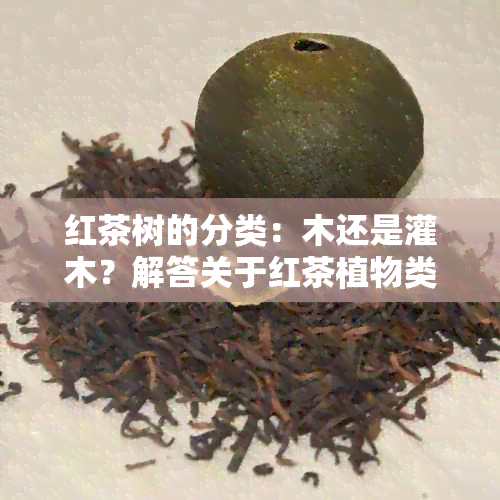 红茶树的分类：木还是灌木？解答关于红茶植物类型的疑问