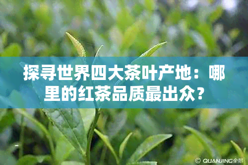 探寻世界四大茶叶产地：哪里的红茶品质最出众？