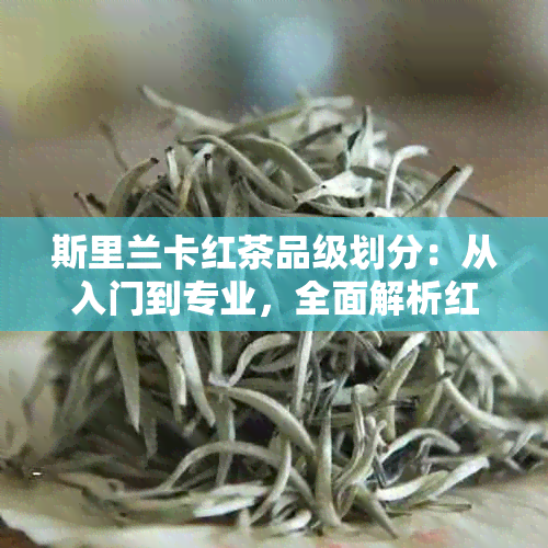 斯里兰卡红茶品级划分：从入门到专业，全面解析红茶等级体系