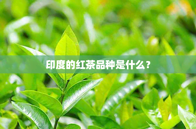 印度的红茶品种是什么？