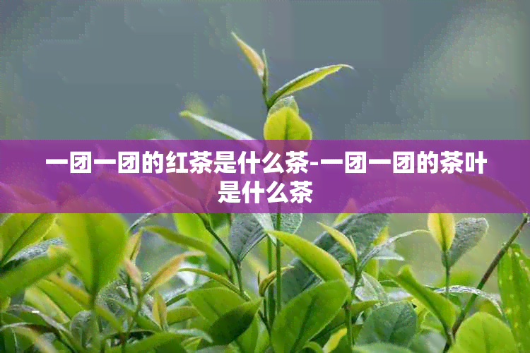 一团一团的红茶是什么茶-一团一团的茶叶是什么茶