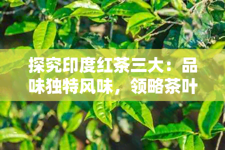 探究印度红茶三大：品味独特风味，领略茶叶文化魅力