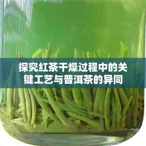 探究红茶干燥过程中的关键工艺与普洱茶的异同