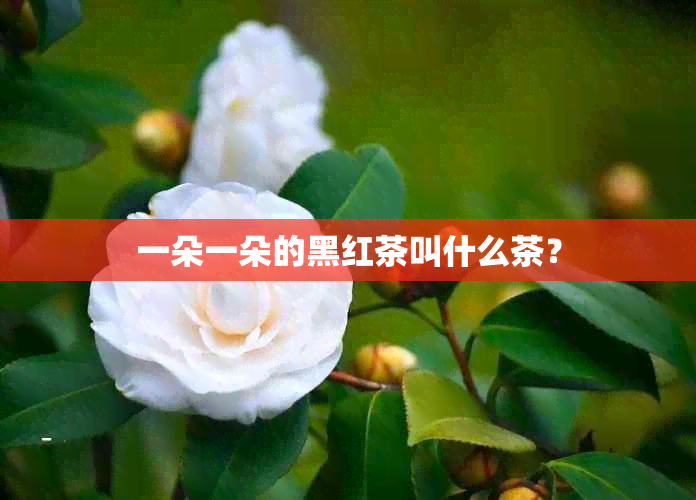 一朵一朵的黑红茶叫什么茶？