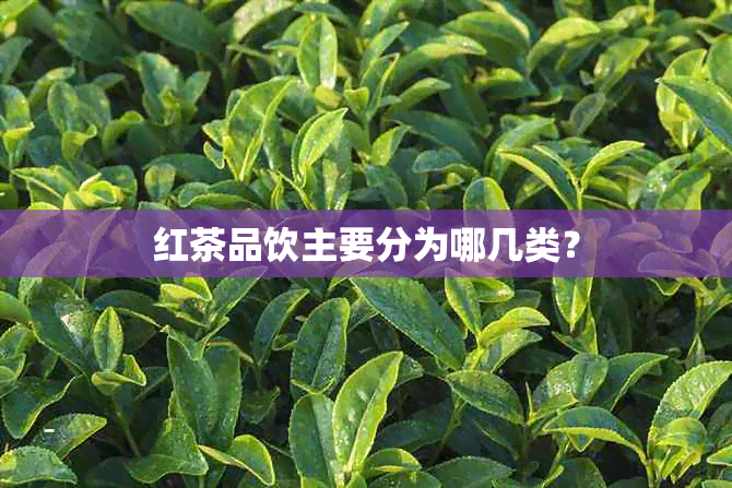 红茶品饮主要分为哪几类？