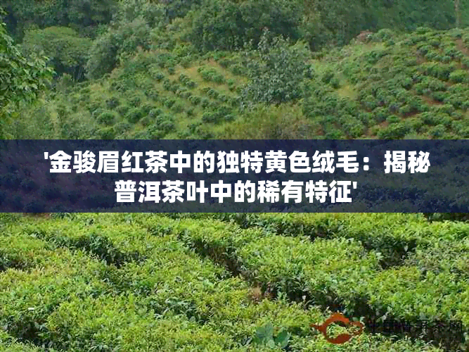  '金骏眉红茶中的独特黄色绒毛：揭秘普洱茶叶中的稀有特征'