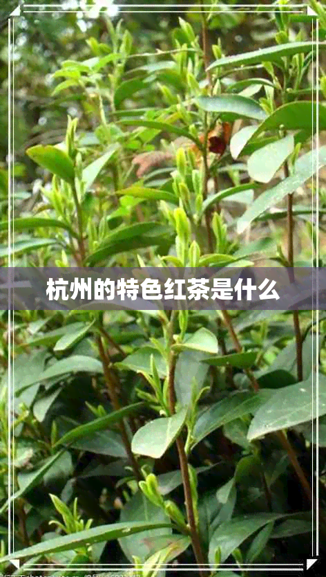 杭州的特色红茶是什么